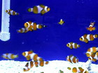 Clown fish are cute...